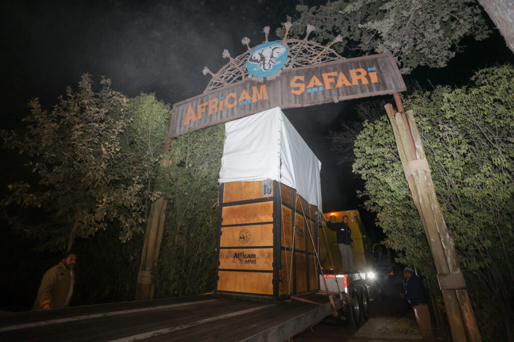 Jirafa Benito ya está en Puebla