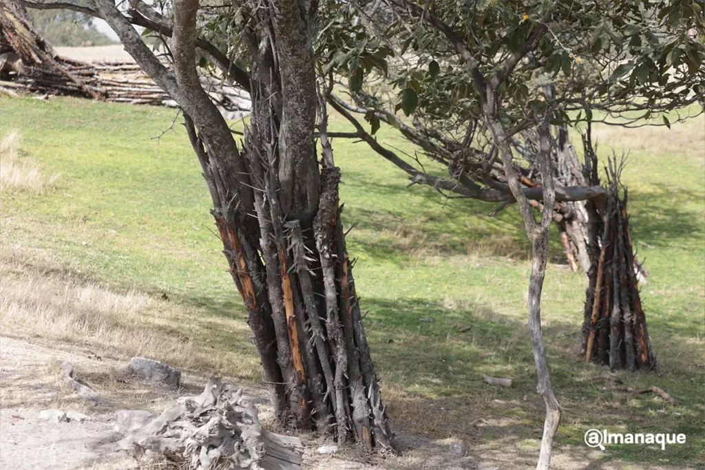 Campana verde navidad Africam Safari 1