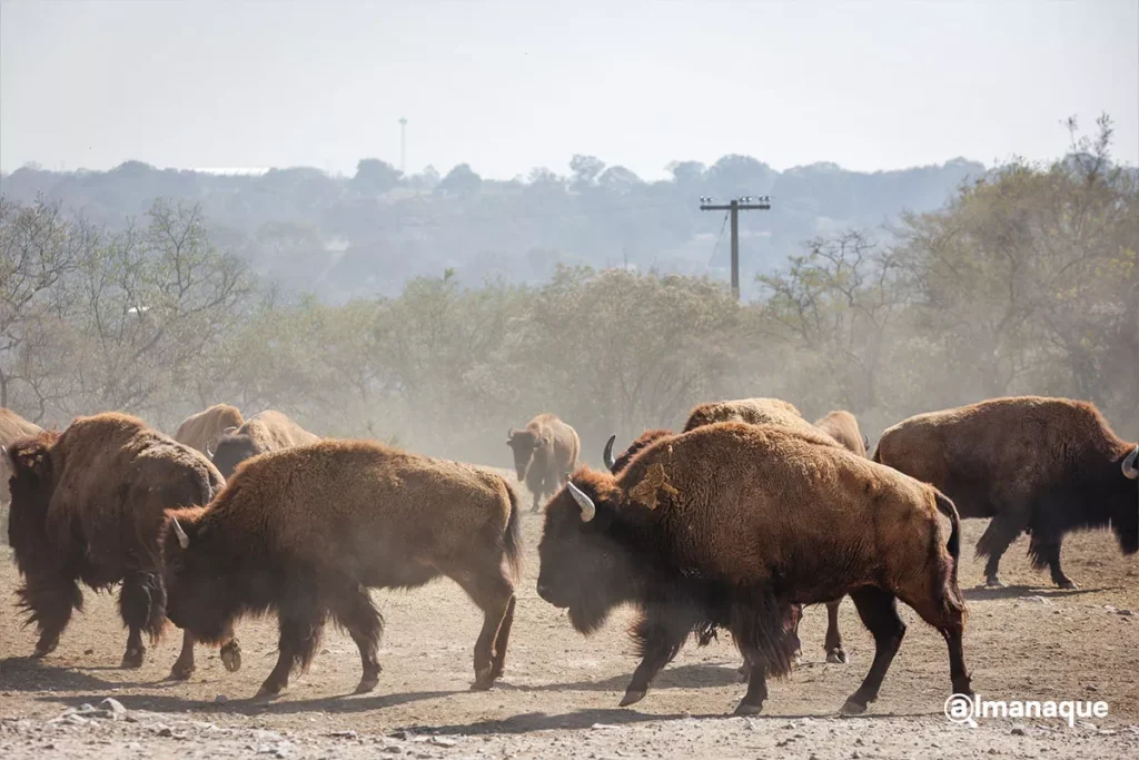 Campana verde navidad Africam Safari 2