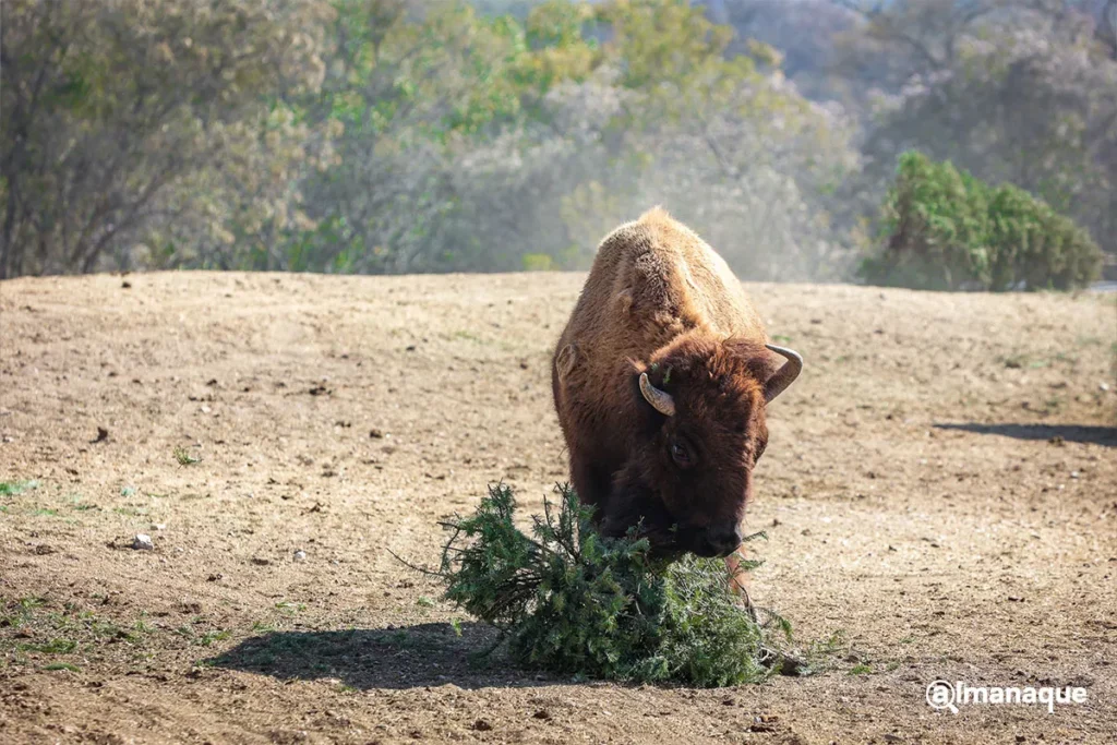 Campana verde navidad Africam Safari 3