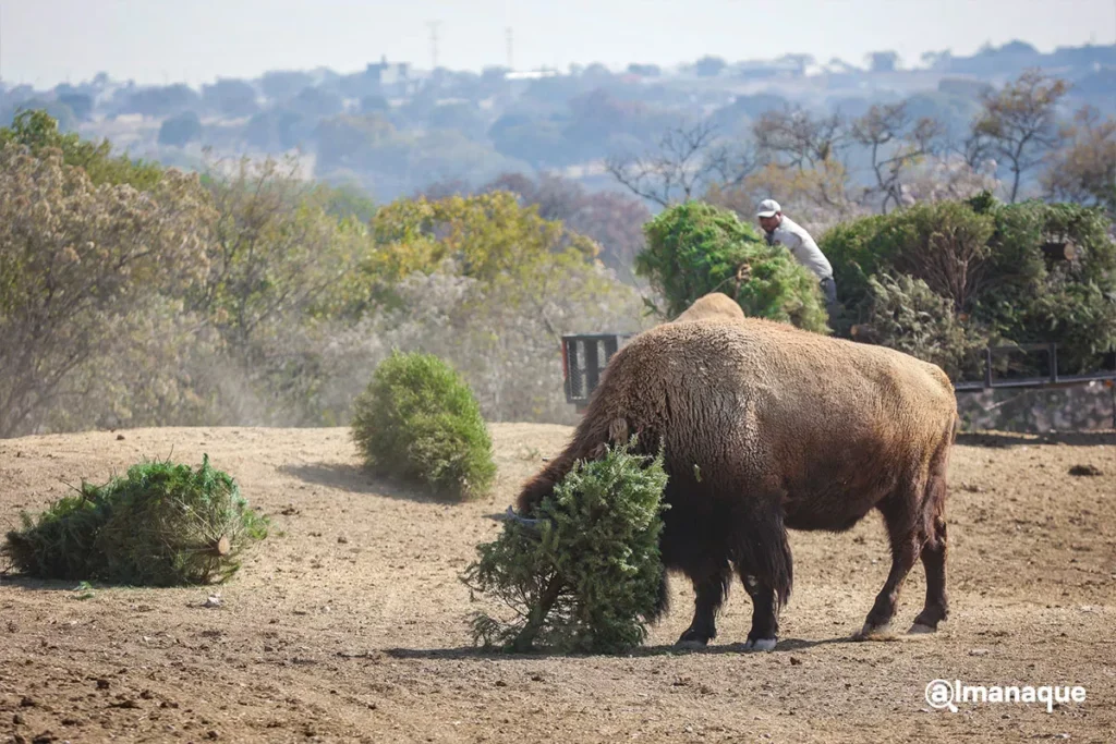 Esto puedes ganar si participas en la campaña de reciclaje de árboles navideños en Puebla 2 Campana verde navidad Africam Safari 4