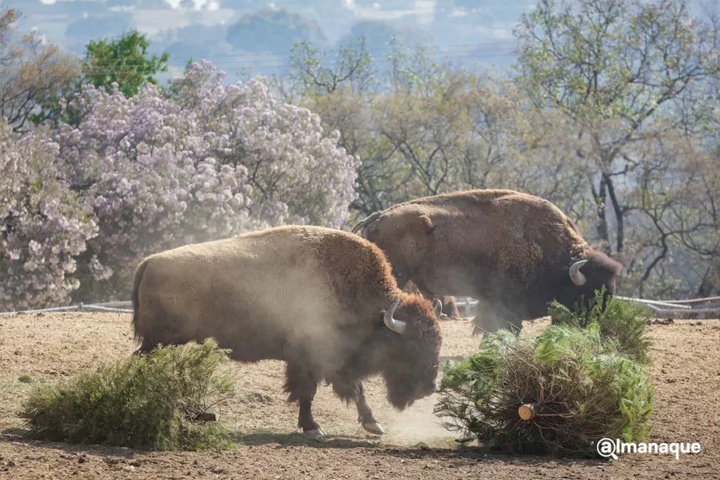 Campana verde navidad Africam Safari 5