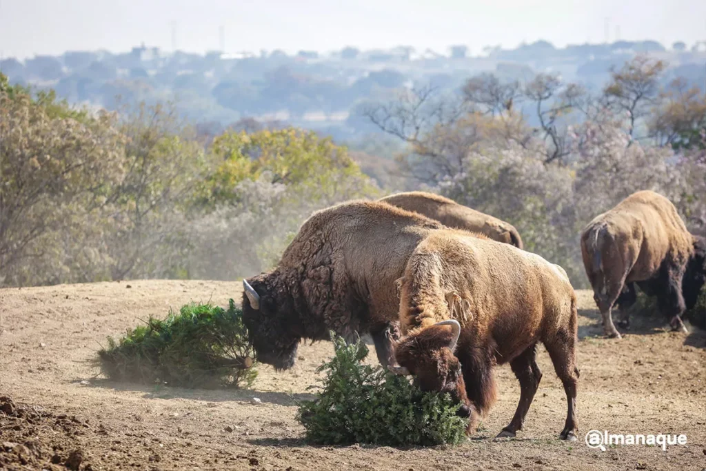 Africam Safari campaña Verde Navidad 1