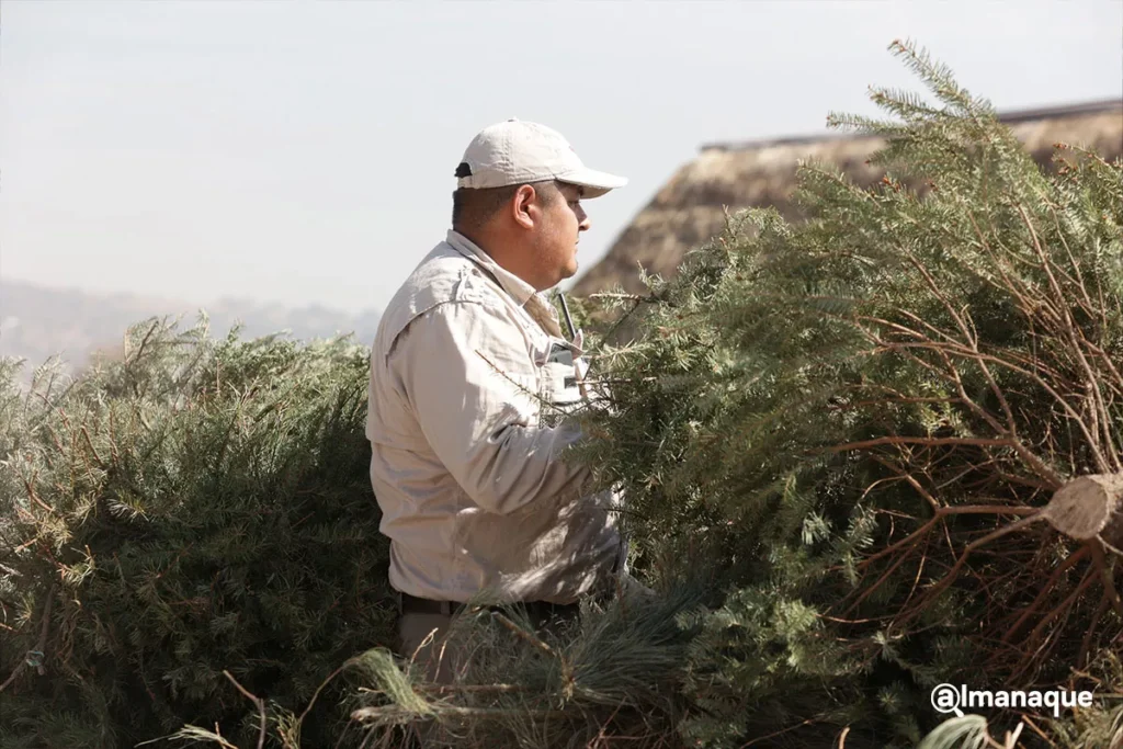 Esto puedes ganar si participas en la campaña de reciclaje de árboles navideños en Puebla 3 Campana verde navidad Africam Safari 7