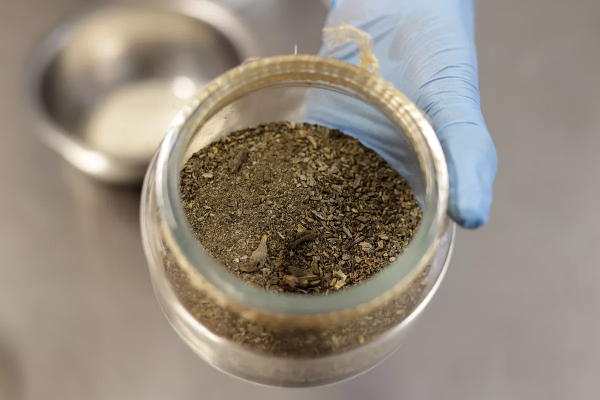 Rammex Paulina Olivas Marifer Vazquez IBERO 12