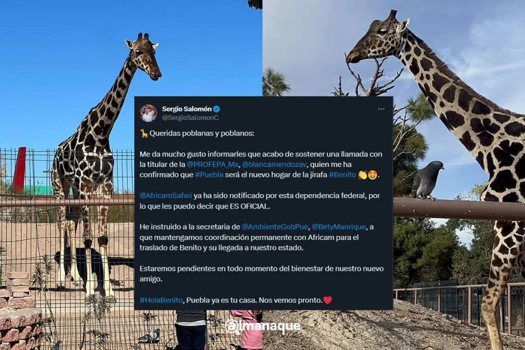 Sergio Salomon Africam Safari Salvemos a Benito