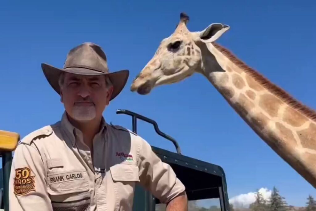 Africam Safari da bienvenida a jirafa Benito