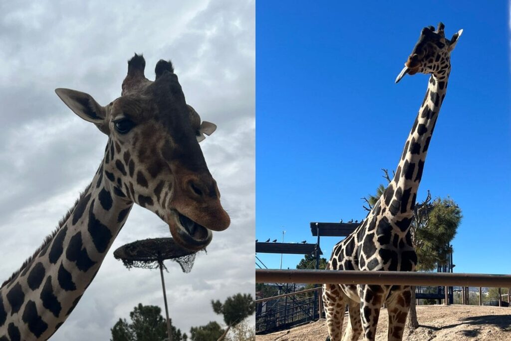 Africam Safari envía camión para jirafa Benito