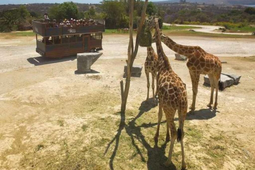 Africam Safari contrata guías