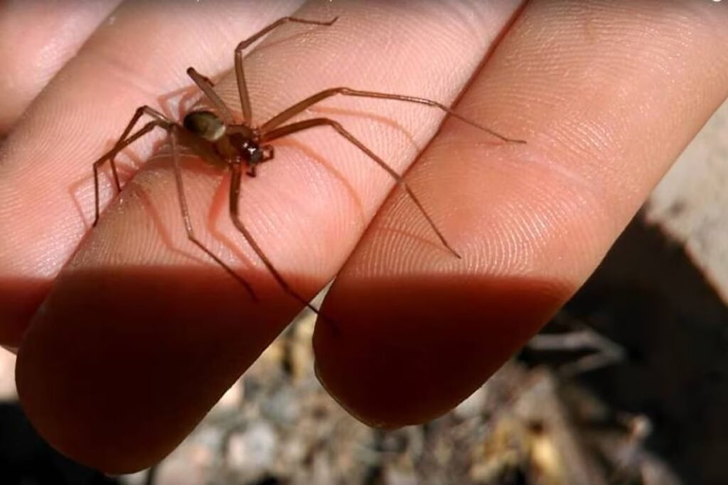 araña violinista pica a empleado de Miniso