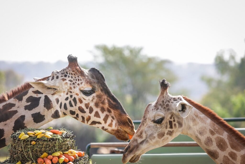 benito conociendo a su nueva familia