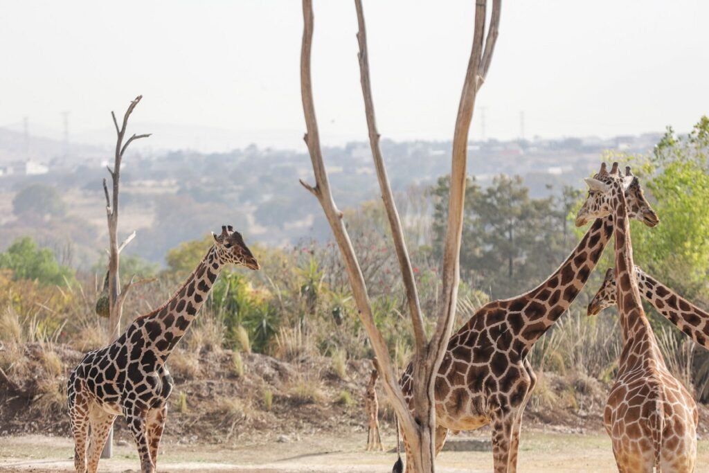 benito recibido por familia jirafas arbol