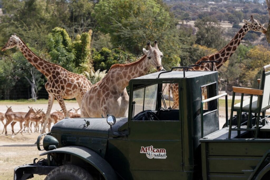 Benito familia siete jirafas
