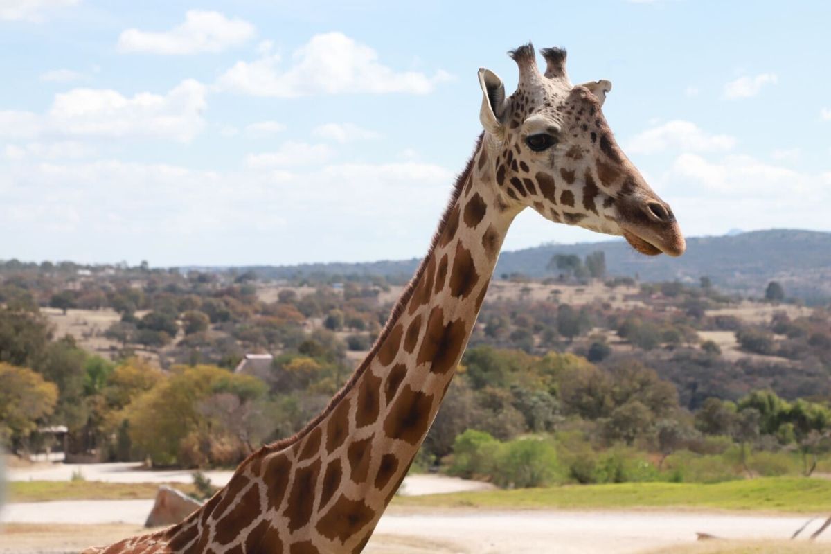 Puebla da bienvenida a jirafa “Benito”; gobierno estatal respalda causas animalistas, destaca Sergio Salomón 1 gobierno bienvenida jirafa Benito