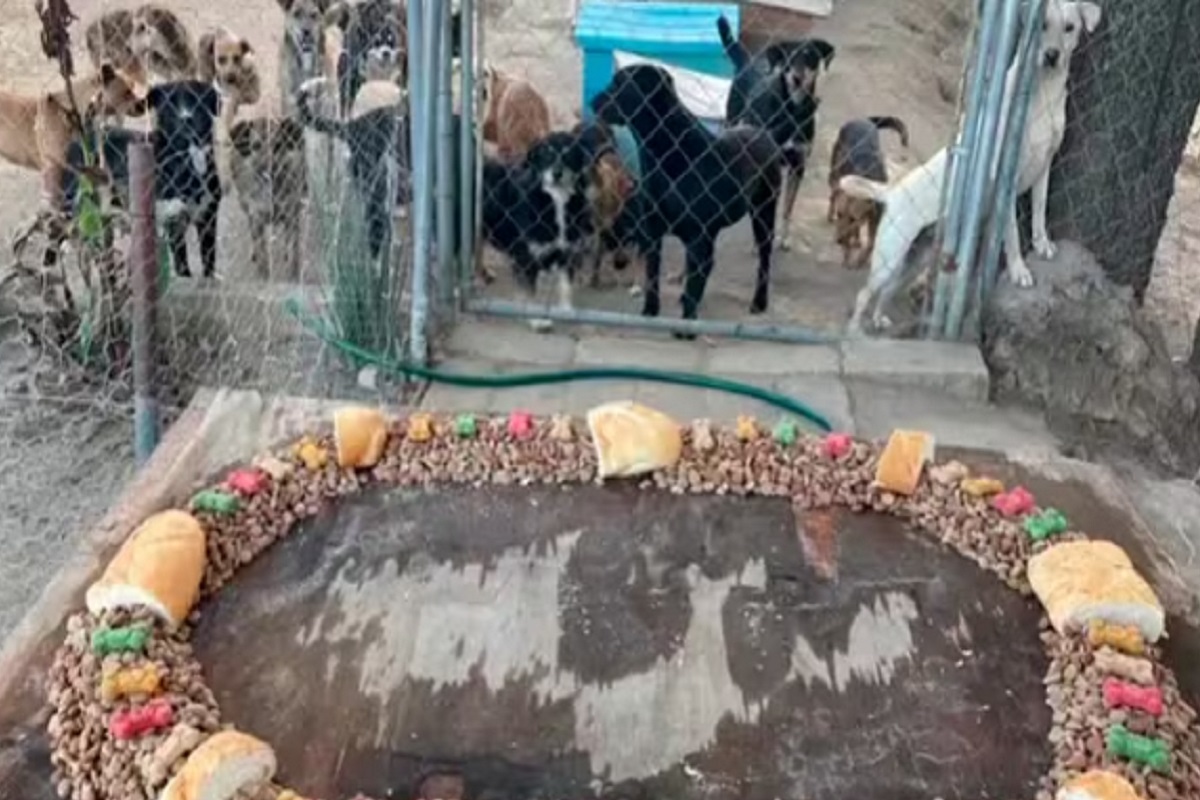 Refugio de animales crea la "Perrirosca" para perritos rescatados en Tlaxcala 1 crean la perrirosca en tlaxcala