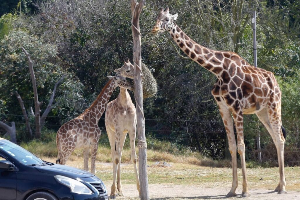 boletos jirafa Benito Africam Safari