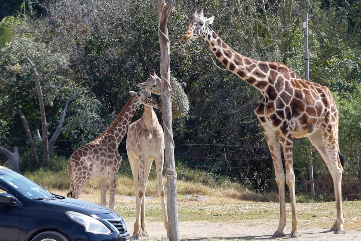¿Quieres ir a ver a la jirafa Benito? Aquí te decimos el costo de la entrada a Africam Safari 1 boletos jirafa Benito Africam Safari