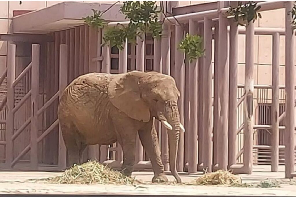 Salvemos a Ely: Animalistas buscan un mejor hogar para la elefanta “más triste del mundo” 5 salvemos a Ely