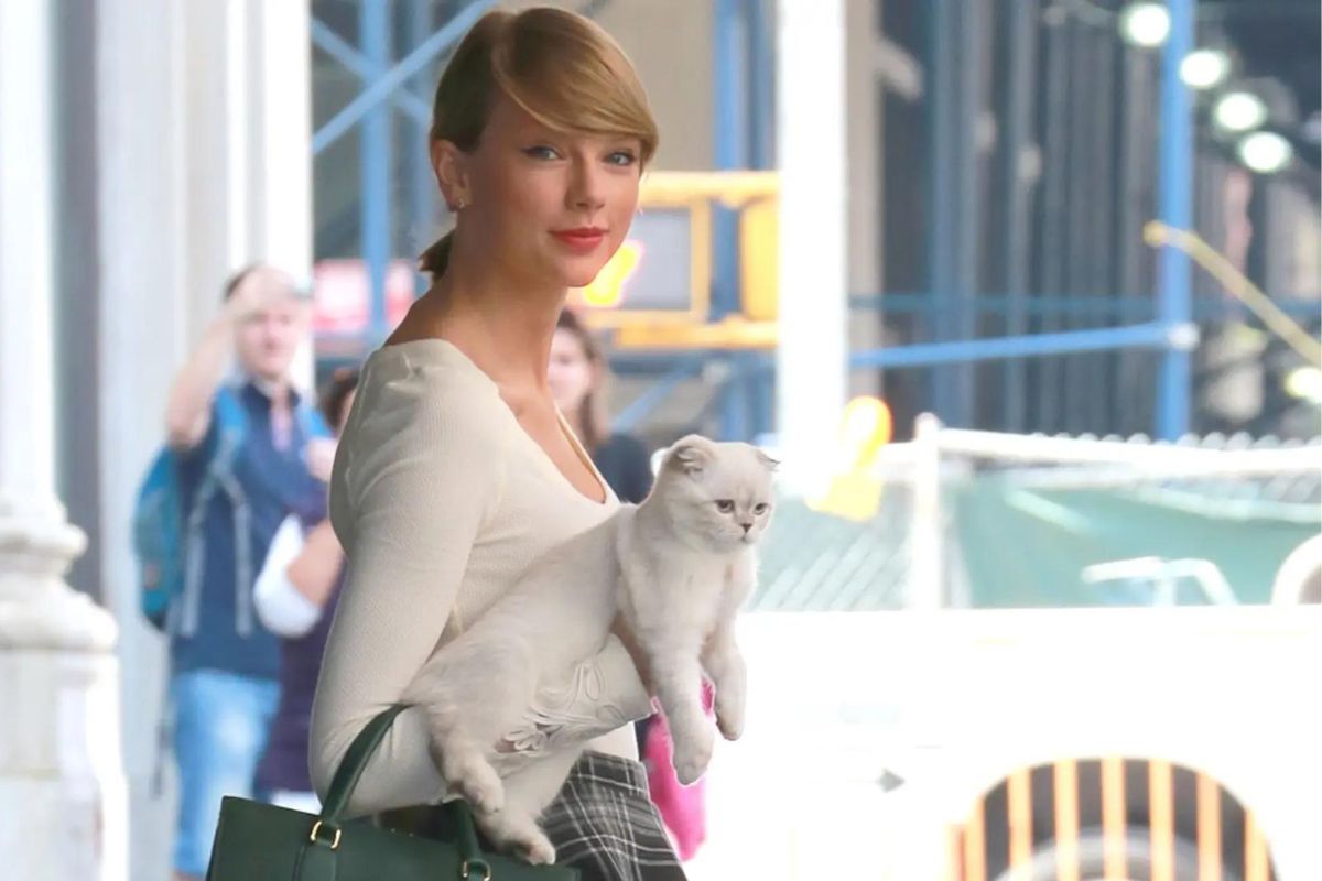 La gata de Taylor Swift tiene una mayor fortuna que su novio Travis Kelce 1 fortuna de gatita de Taylor Swift