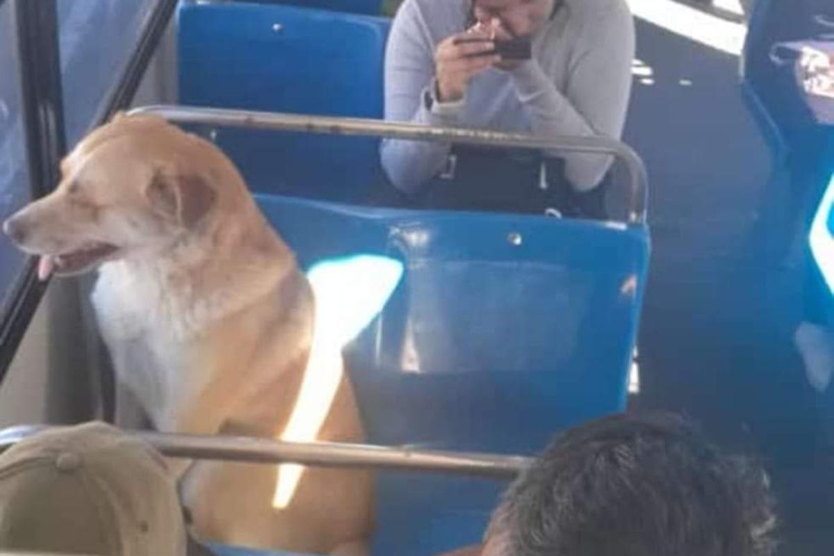 Hallan a Boby, perrito que se perdió tras bajar de la ruta 3 en Puebla capital 1 hallan a Boby, perrito desaparecido en Puebla