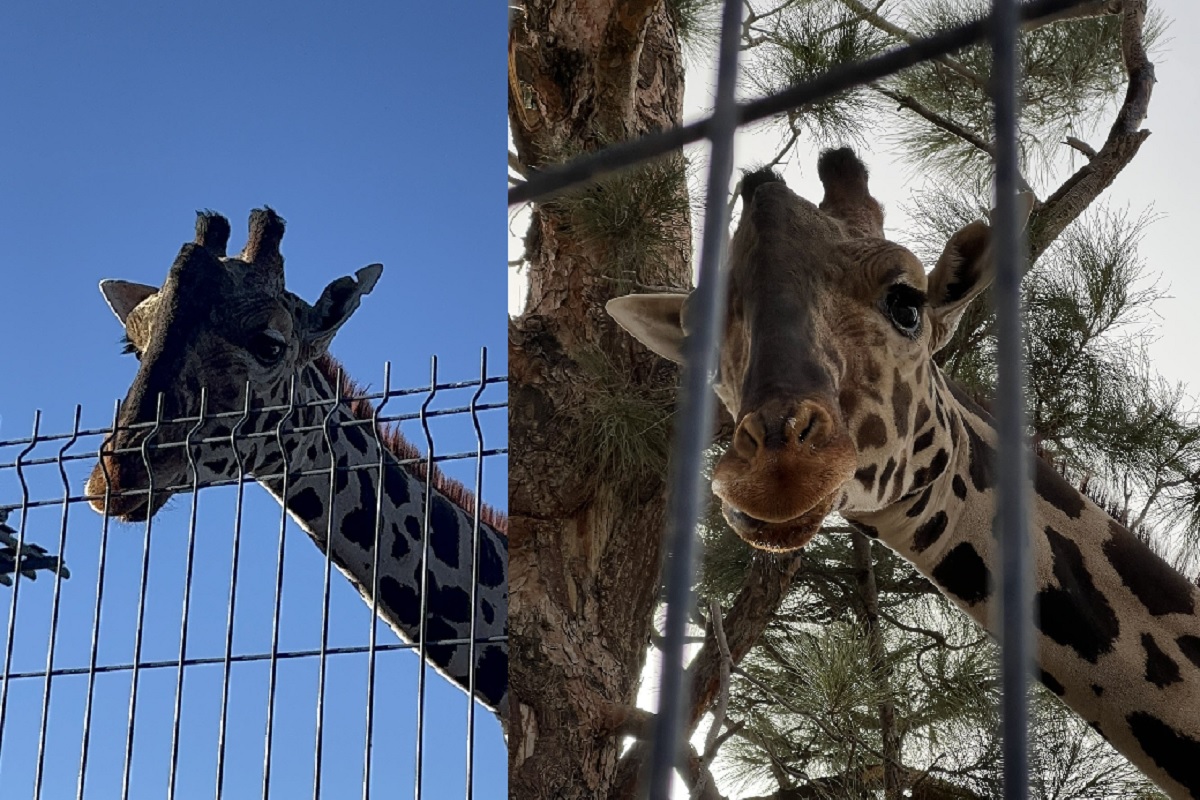 Jirafa Benito llega la madrugada de este martes a Africam Safari 1 jirafa benito 1