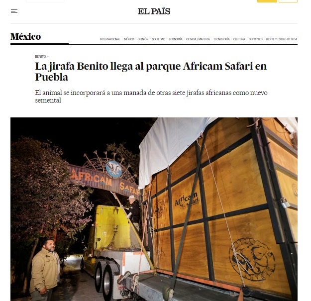 jirafa benito