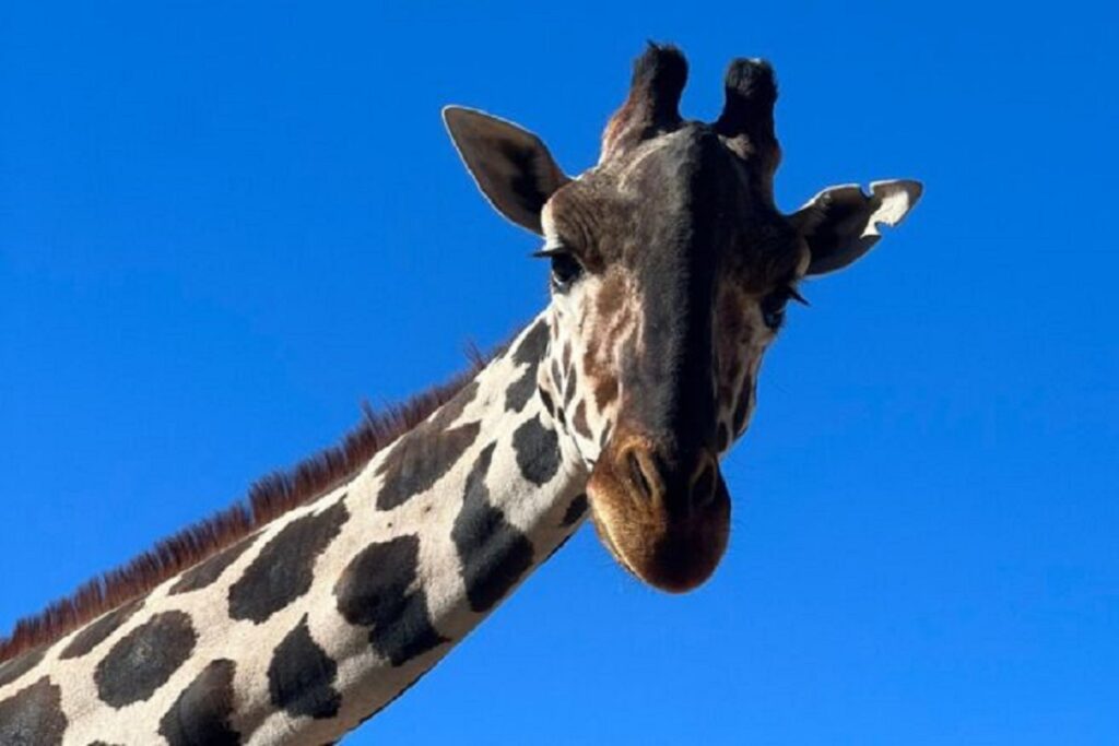 jirafa benito no se ira a africam safari