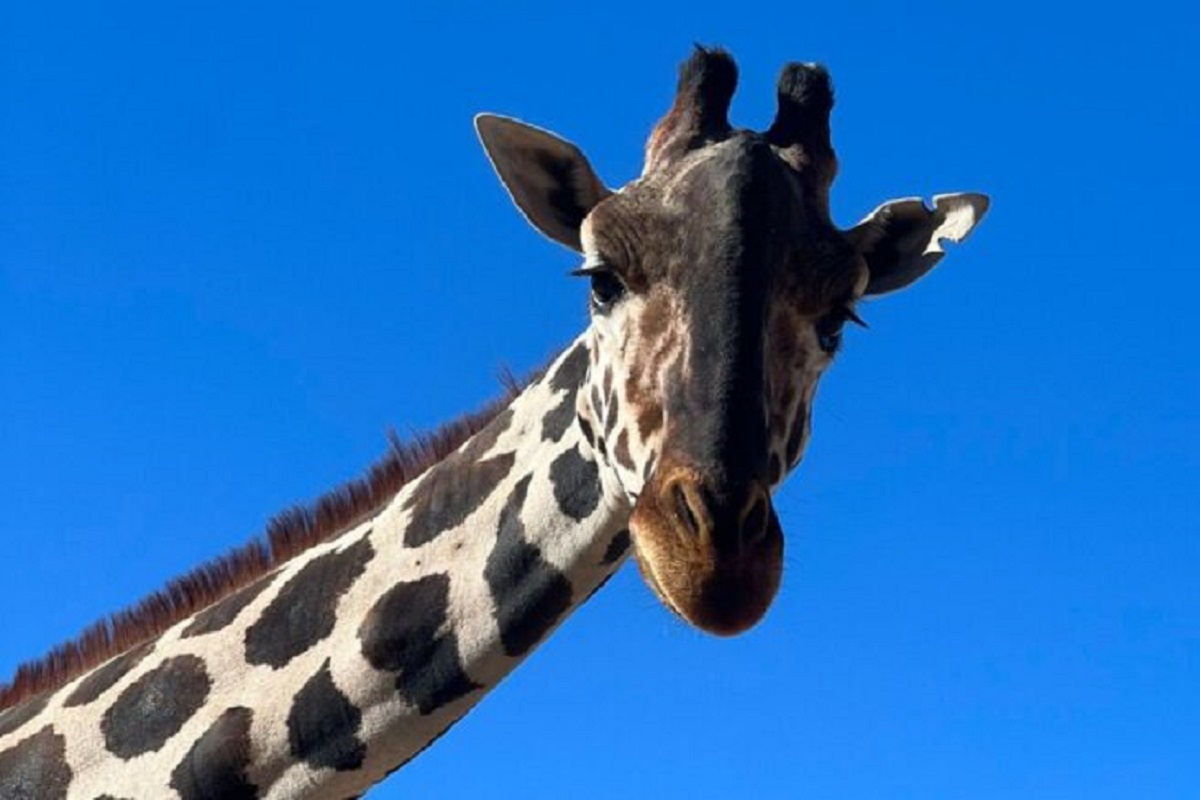 La jirafa Benito no será trasladada a Africam Safari, aclara Profepa 1 jirafa benito no se ira a africam safari