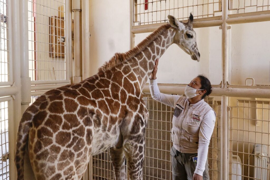 jirafa benito se integrará el sábado a su nueva familia