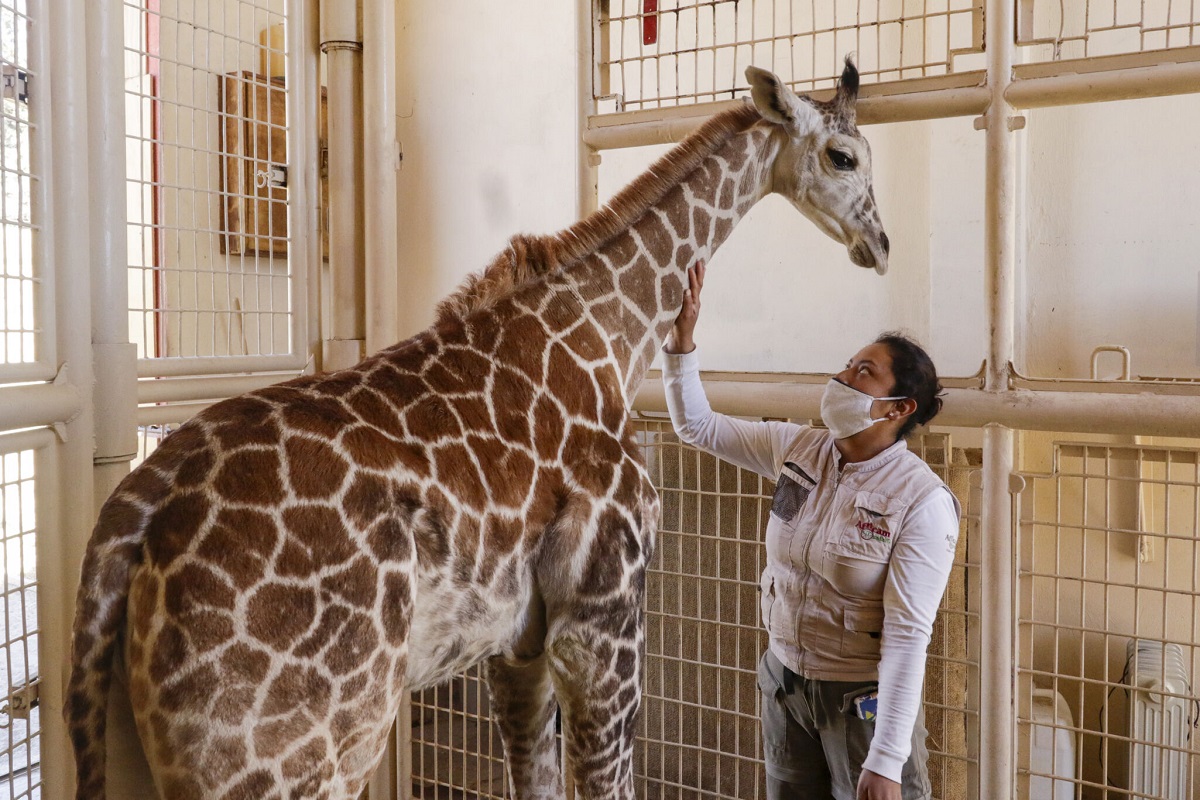 VIDEO: Jirafa Benito está 100 por ciento sana y el sábado se integrará a su nueva familia en Africam Safari 1 jirafa benito se integrará el sábado a su nueva familia