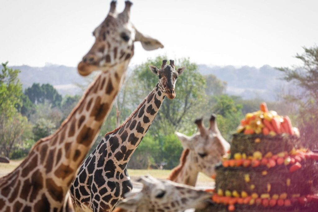 presentan Benito manada jirafas