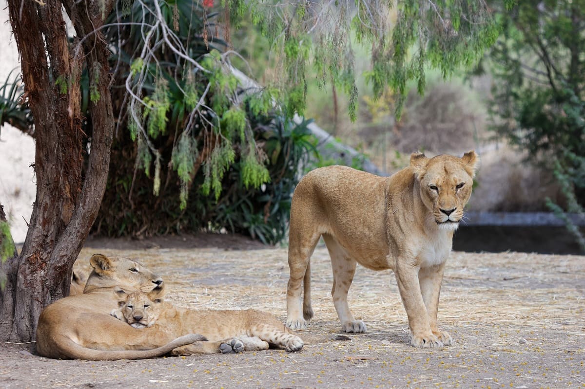 Dona tu árbol de Navidad natural y recibe un 2x1 en Africam Safari 1 leones africam safari