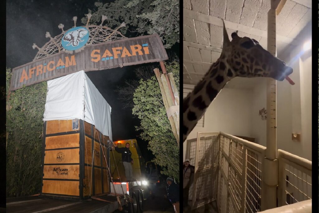 jirafa benito llega a africam safari