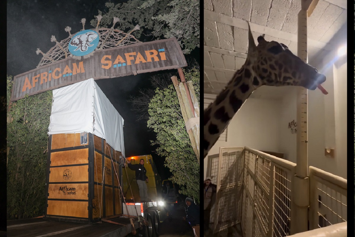FOTOS/VIDEOS: Jirafa Benito ya está en Puebla 1 jirafa benito llega a africam safari