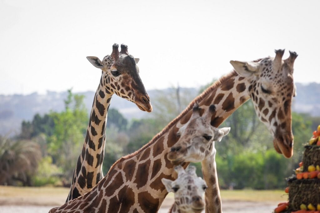 manada benito familia africam safari