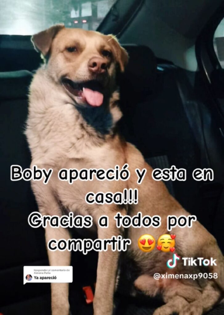 perrito boby encontrado puebla