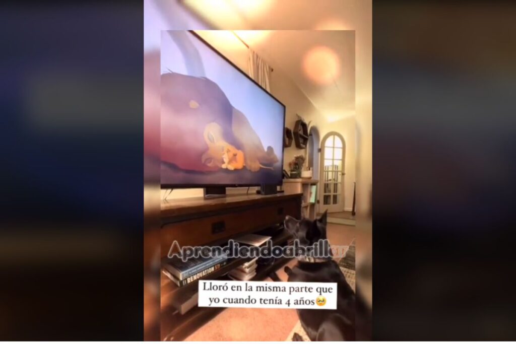 perro llora con el Rey León