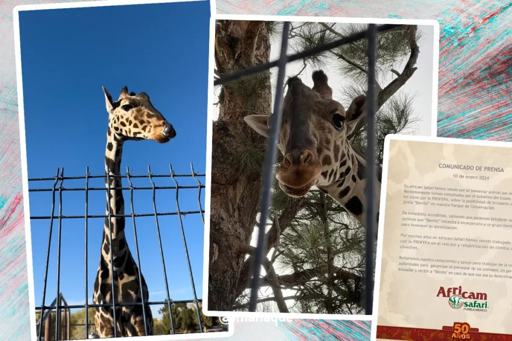 cuál es la situación con la jirafa Benito