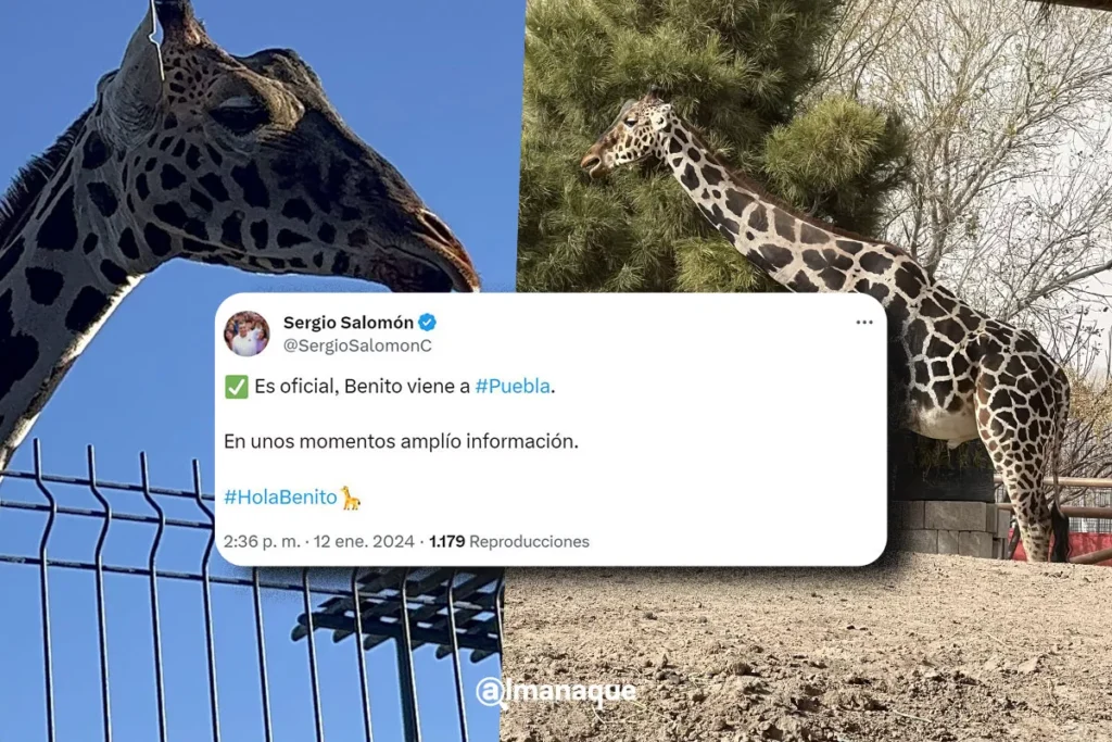 portada benito jirafa puebla holabenito