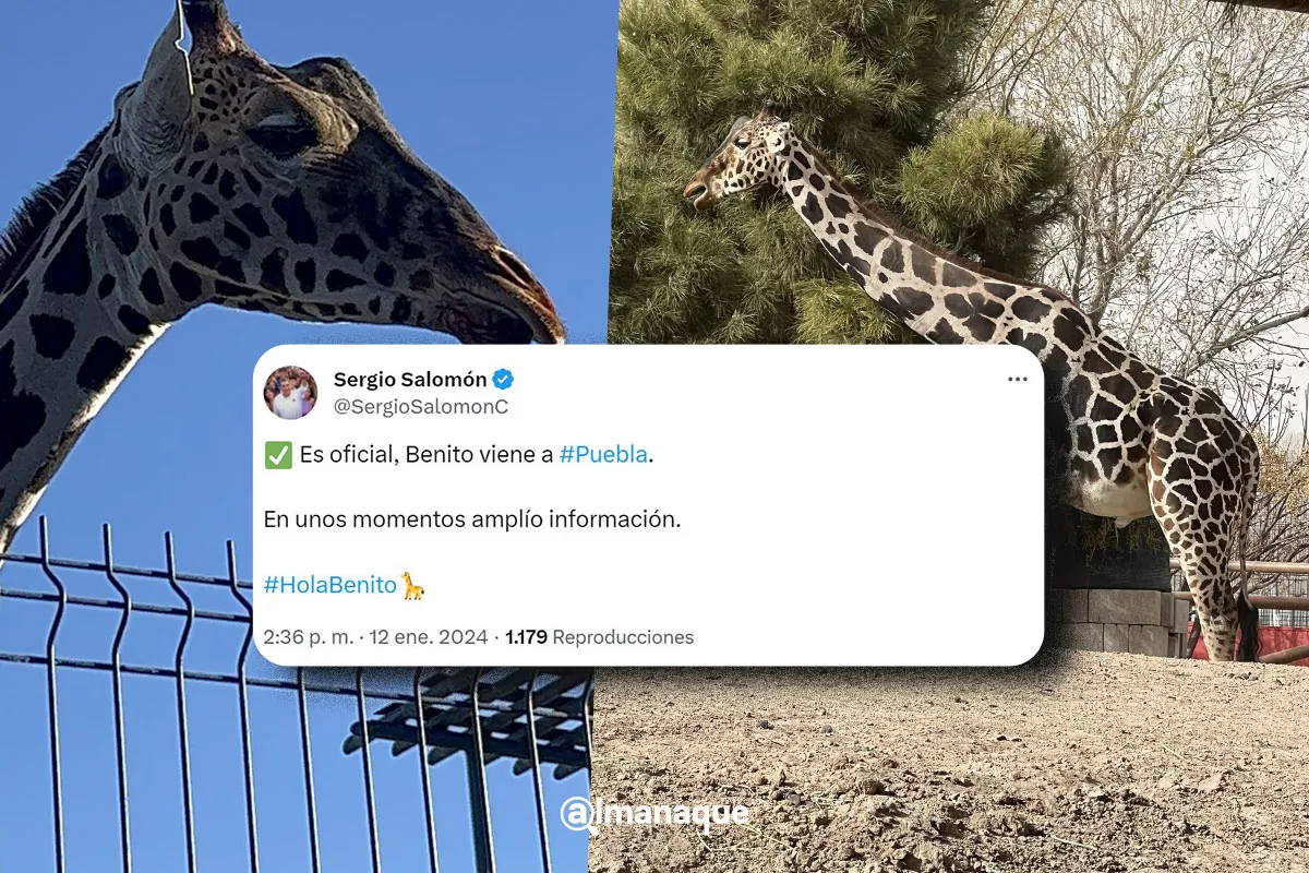 Juez ordena traslado de la Jirafa Benito a Africam Safari; Sergio Salomón confirma 1 portada benito jirafa puebla holabenito