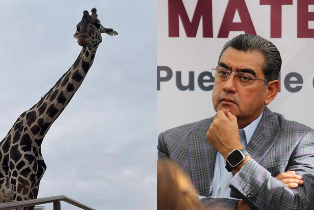 Gobierno de Puebla pagaría traslado de jirafa Benito