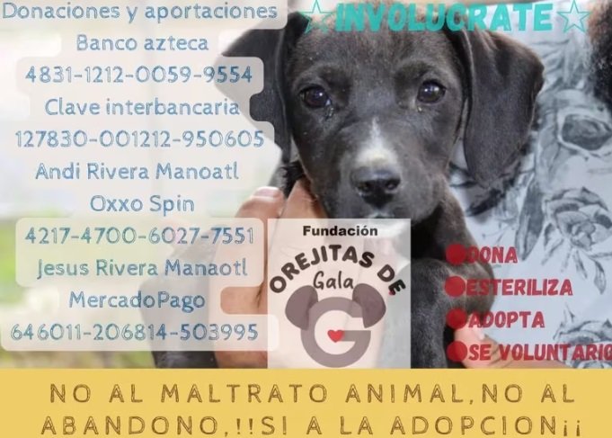 rosca de reyes para perritos