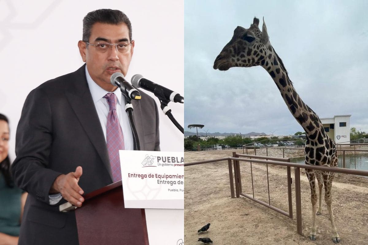 Profepa debe ratificar traslado de jirafa Benito a Africam Safari: Sergio Salomón 1 Profepa debe aceptar traslado de jirafa Benito