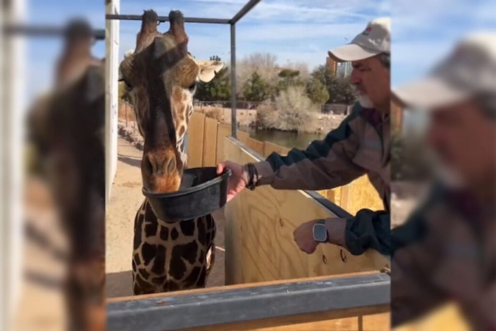 traslado de 50 horas jirafa Benito