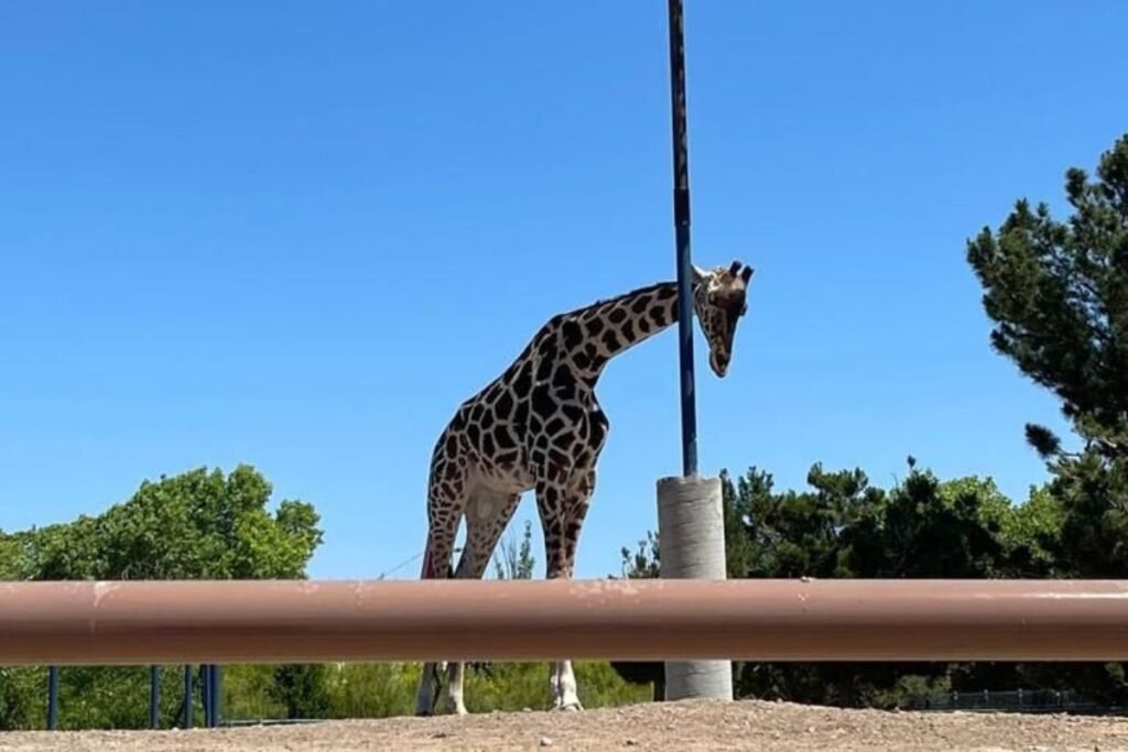 jirafa Benito será trasladada a Africam Safari