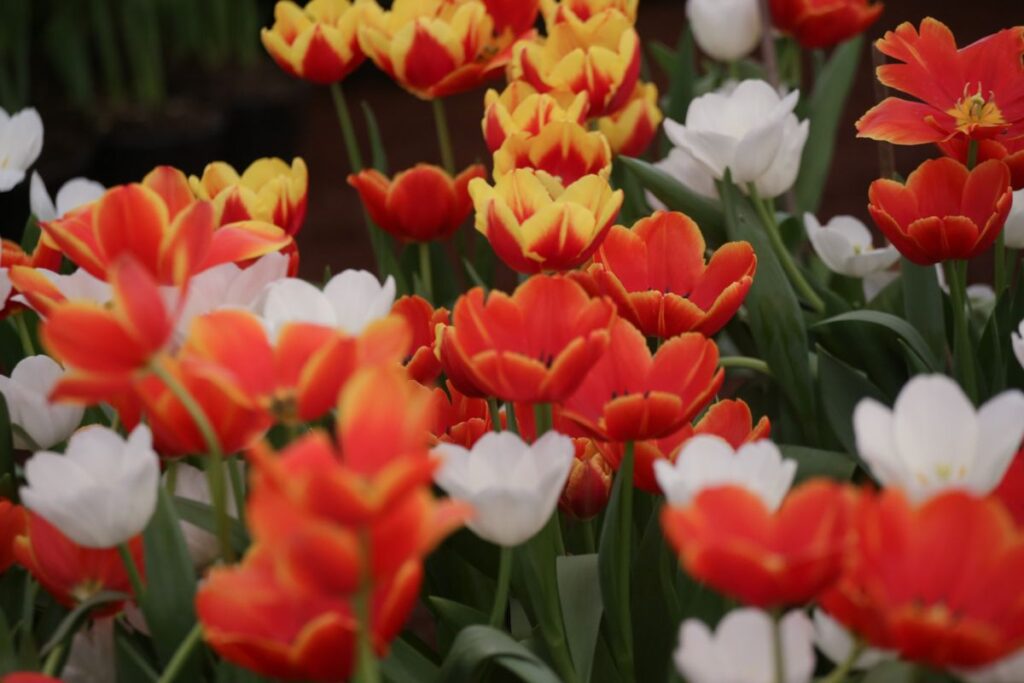 14 de febrero tulipanes Atlixco precio