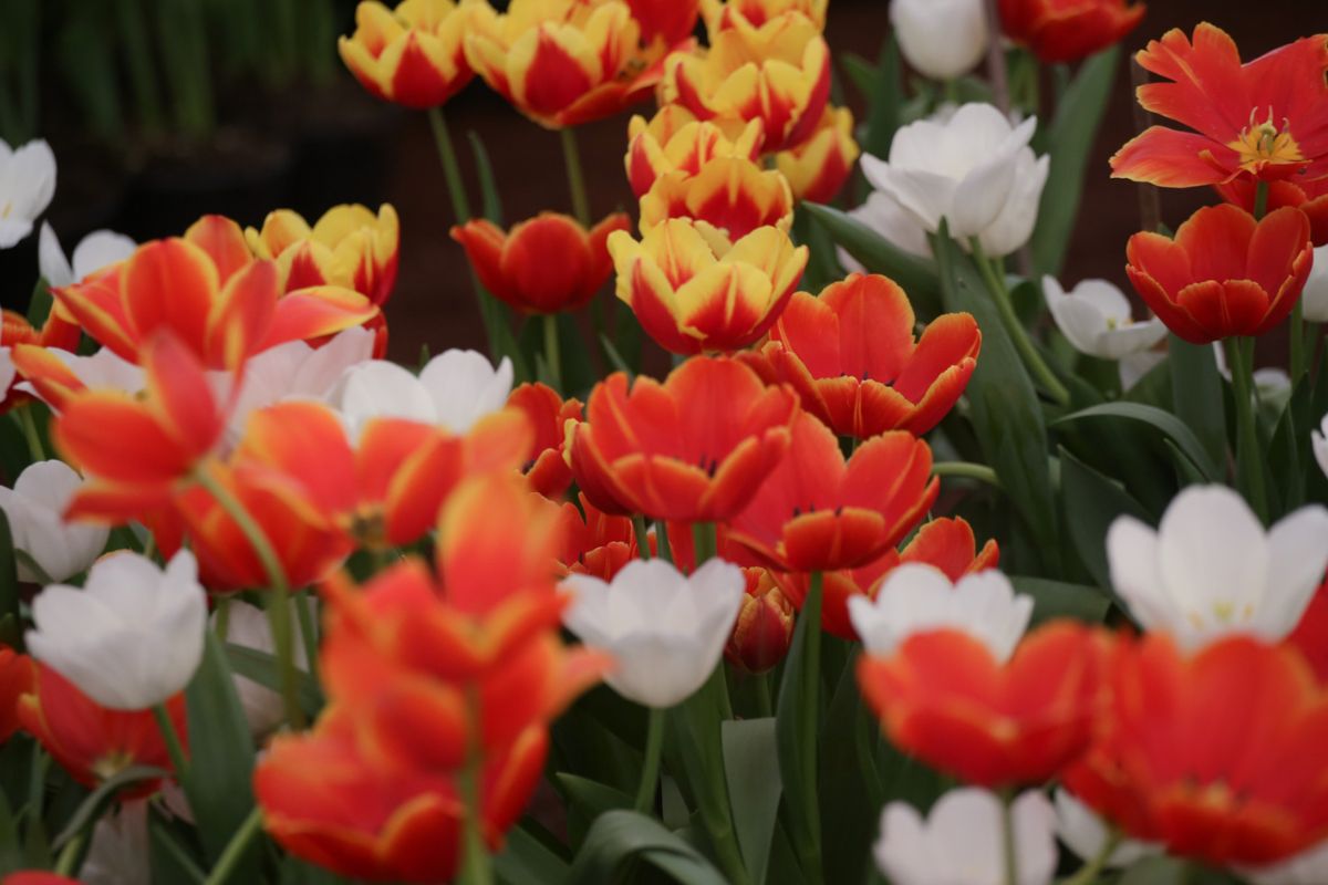 Piezas en $50 y ramos desde $150; así es la oferta de tulipanes para este 14 de febrero en Atlixco 1 14 de febrero tulipanes Atlixco precio