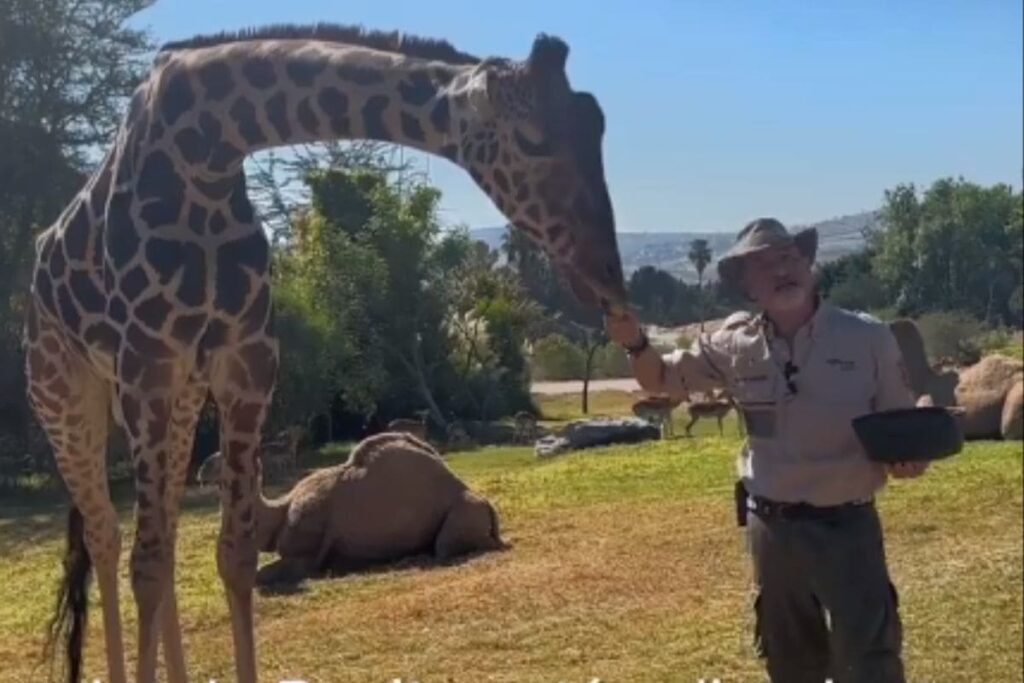 ultimo vitazo jirafa Benito
