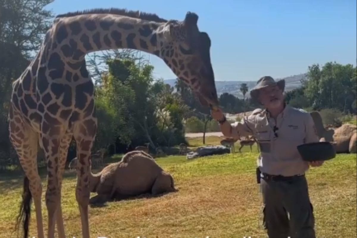 VIDEO: jirafa Benito ya se familiarizó con su nuevo hogar en Africam Safari 1 ultimo vitazo jirafa Benito