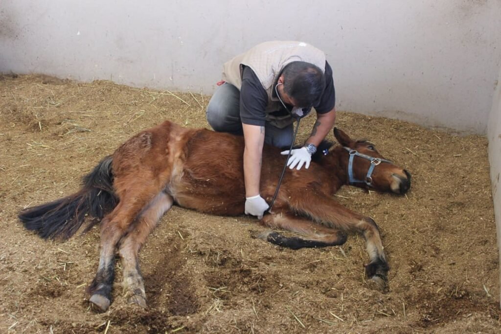 yegua maltratada Puebla